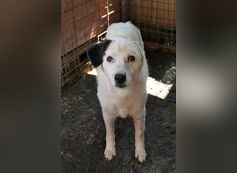 CARLA - einfühlsames Zuhause für wundervolle Seniorin gesucht
