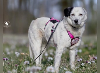 CARLA - einfühlsames Zuhause für wundervolle Seniorin gesucht