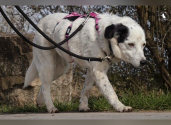 wundervolle Seniorin Carla