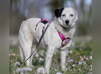 freundliche, liebe Seniorin CARLA