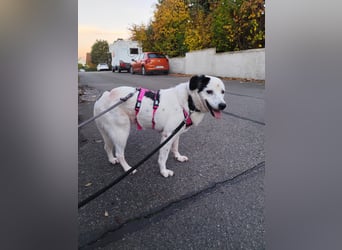freundliche, liebe Seniorin CARLA
