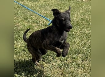 Ramona möchte nicht im Tierheim groß werden