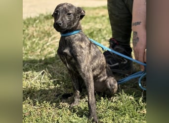 Stuart möchte nicht in Tierheim aufwachsen