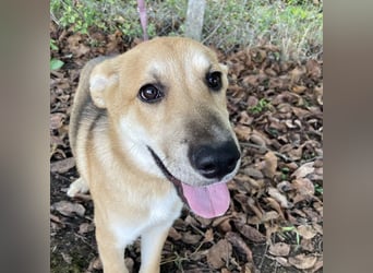 Paco ein Traumhund