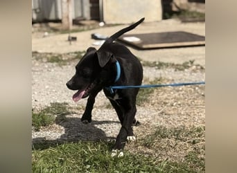 Ada möchte nicht im Tierheim groß werden