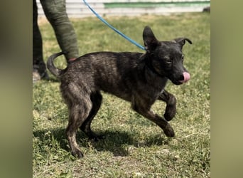 Ramona möchte nicht im Tierheim groß werden