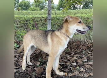 Paco ein Traumhund