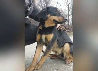 Kendo ein lieber braver Schatz