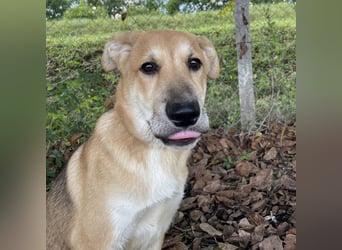 Paco ein Traumhund