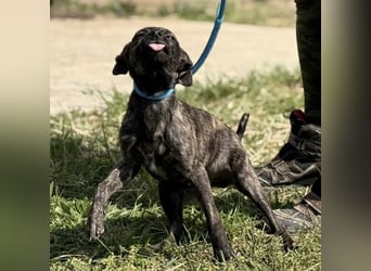 Stuart möchte nicht in Tierheim aufwachsen