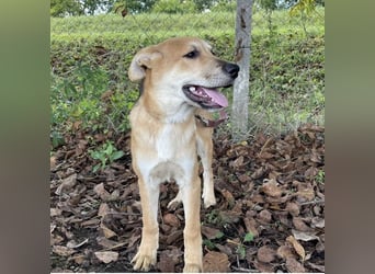 Paco ein Traumhund