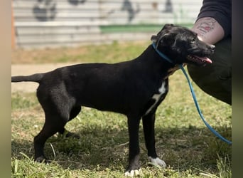 Ada möchte nicht im Tierheim groß werden