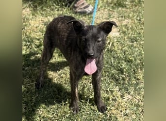 Ramona möchte nicht im Tierheim groß werden