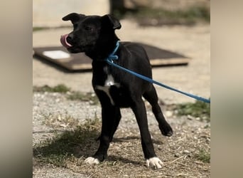 Ada möchte nicht im Tierheim groß werden