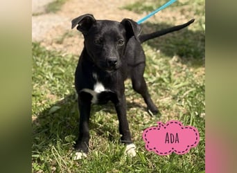 Ada möchte nicht im Tierheim groß werden