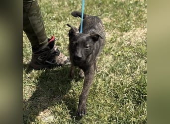 Ramona möchte nicht im Tierheim groß werden