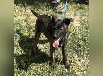 Ramona möchte nicht im Tierheim groß werden