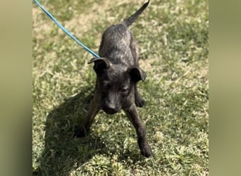 Ramona möchte nicht im Tierheim groß werden