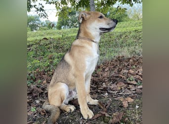 Paco ein Traumhund
