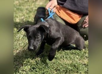 Paulina mag nicht im Tierheim aufwachsen