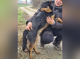 Kendo ein lieber braver Schatz