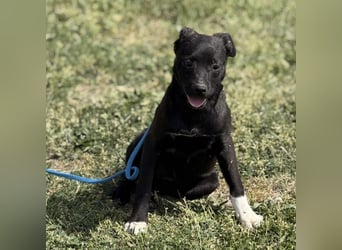 Jenny möchte nicht im Tierheim aufwachsen