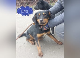 Kendo ein lieber braver Schatz