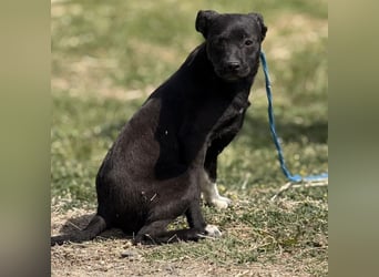Jenny möchte nicht im Tierheim aufwachsen