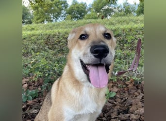 Paco ein Traumhund