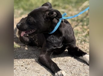 Jenny möchte nicht im Tierheim aufwachsen