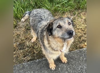 Mars der allerliebste