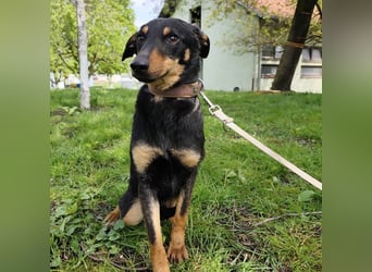 Eletta ein sanfter Engel