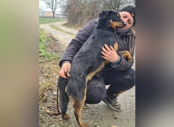 Kendo ein lieber braver Schatz