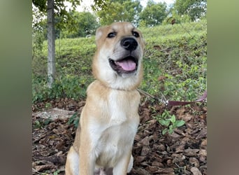 Paco ein Traumhund