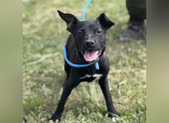 Senna mag nicht im Tierheim alt werden