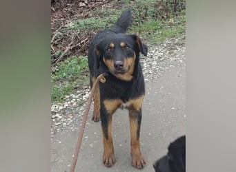 Kendo ein lieber braver Schatz