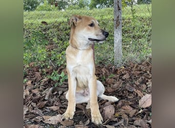 Paco ein Traumhund