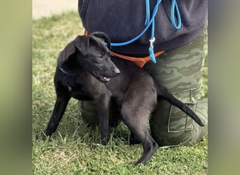 Paulina mag nicht im Tierheim aufwachsen