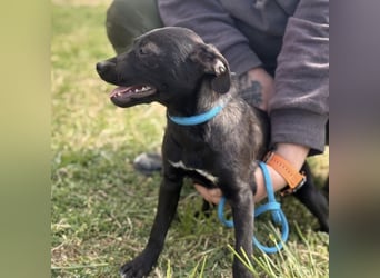 Senna mag nicht im Tierheim alt werden