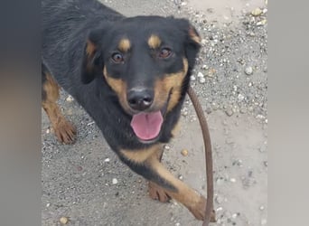 Kendo ein lieber braver Schatz