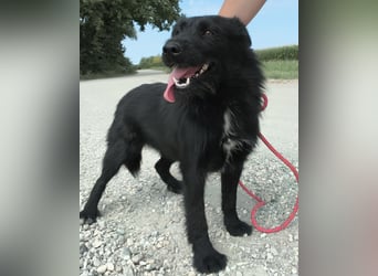 Harley - eine absolut wundervolle