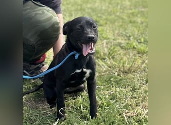 Senna mag nicht im Tierheim alt werden