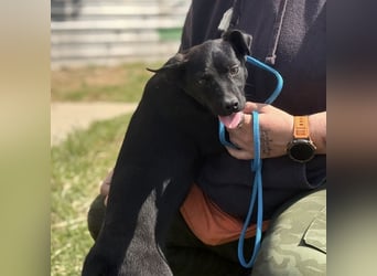 Ada möchte nicht im Tierheim groß werden