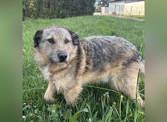 Mars der allerliebste