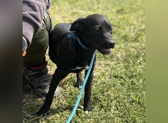 Senna mag nicht im Tierheim alt werden