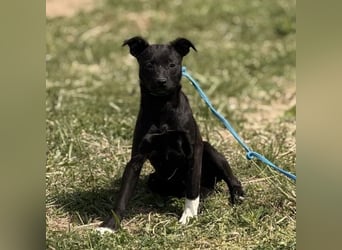 Jenny möchte nicht im Tierheim aufwachsen