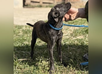 Stuart möchte nicht in Tierheim aufwachsen