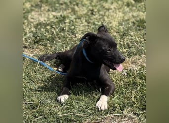 Jenny möchte nicht im Tierheim aufwachsen