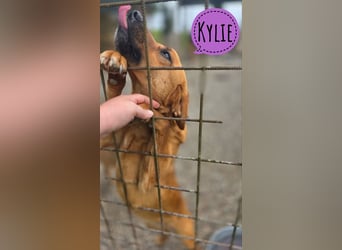 Kylie eine fröhliche freundliche Hündin