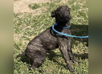 Stuart möchte nicht in Tierheim aufwachsen